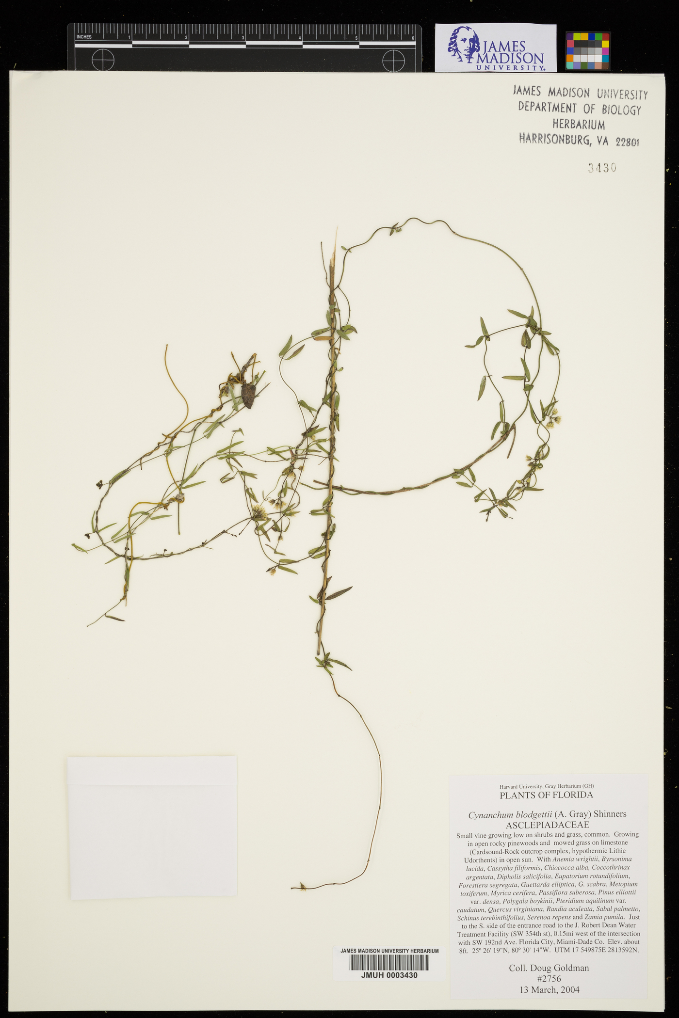 Cynanchum blodgettii image