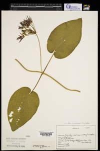 Matelea carolinensis image