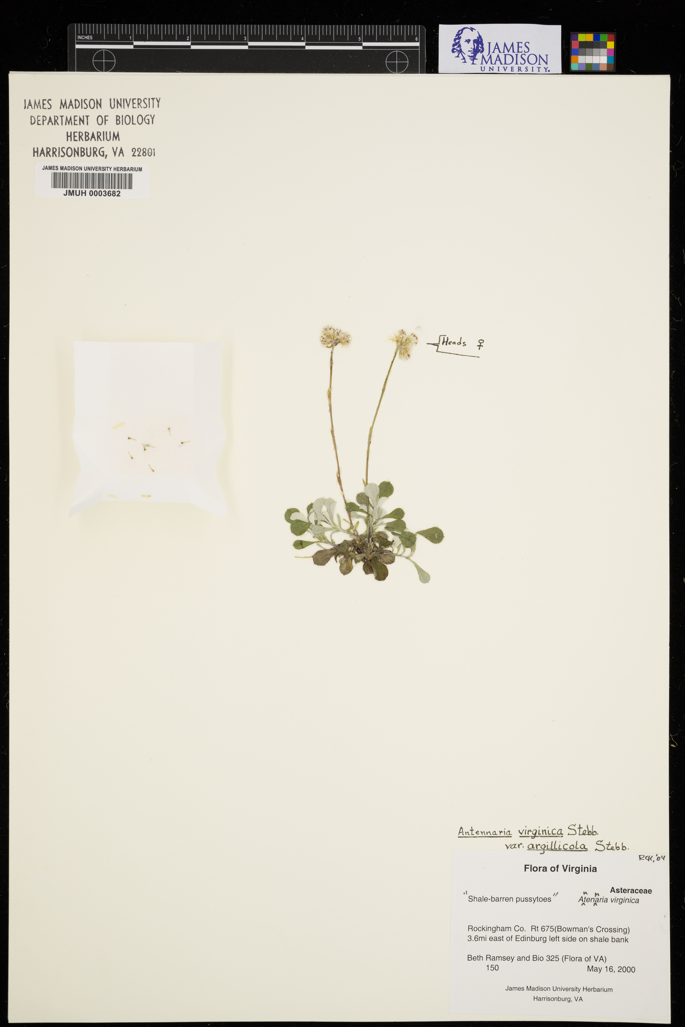 Antennaria virginica var. argillicola image