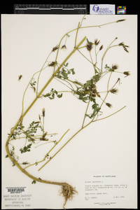 Bidens bipinnata image