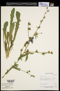 Cichorium intybus image