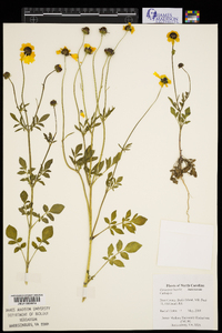 Coreopsis basalis image