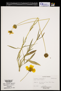 Coreopsis lanceolata image