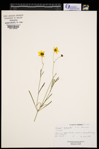 Coreopsis leavenworthii image