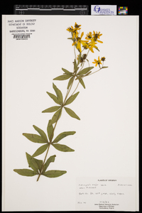 Coreopsis major image