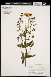 Coreopsis major image