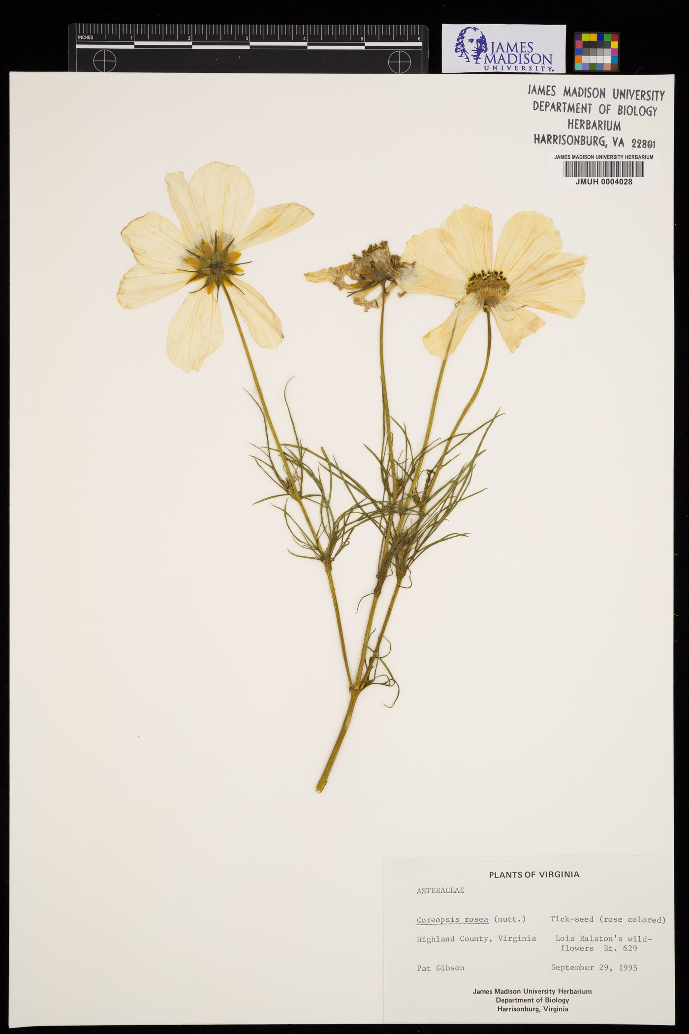 Coreopsis rosea image