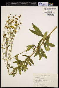 Coreopsis tripteris image