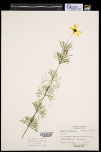 Coreopsis verticillata image