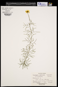 Coreopsis verticillata image