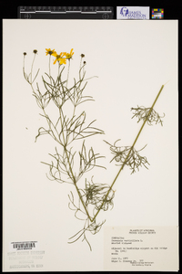 Coreopsis verticillata image