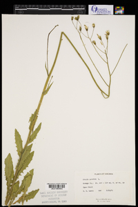 Crepis pulchra image