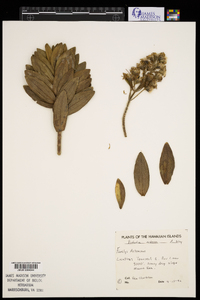 Image of Dubautia arborea