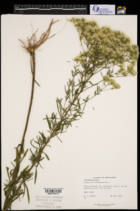 Eupatorium hyssopifolium image