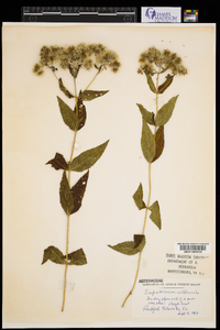 Eupatorium album image