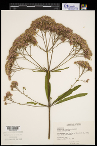 Eutrochium fistulosum image