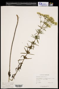 Eupatorium hyssopifolium image