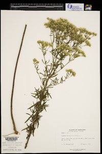 Eupatorium hyssopifolium image