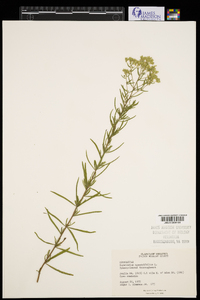 Eupatorium hyssopifolium image