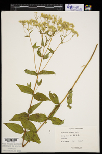 Eupatorium pilosum image