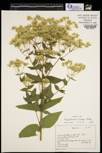 Eupatorium vaseyi image