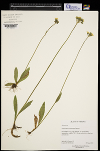 Hieracium caespitosum image