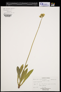 Pilosella floribunda image