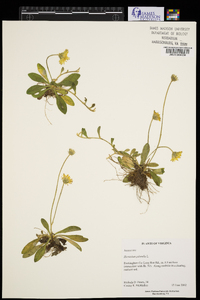 Hieracium pilosella image