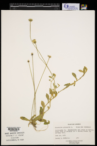 Hieracium pilosella image