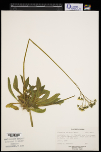 Hieracium caespitosum image