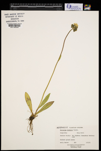 Hieracium caespitosum image