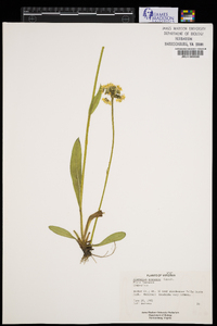 Hieracium caespitosum image