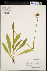 Hieracium caespitosum image