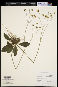 Hieracium venosum image