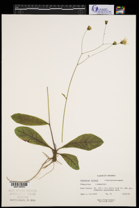 Hieracium venosum image