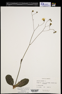 Hieracium venosum image