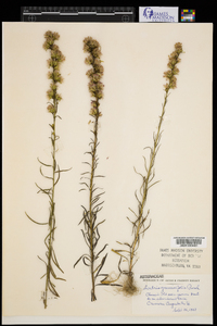 Liatris graminifolia image