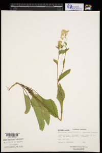 Parthenium integrifolium image