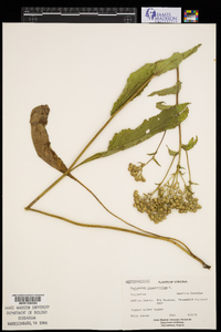 Parthenium integrifolium image