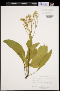 Parthenium integrifolium image