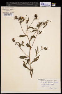 Image of Rudbeckia brittonii