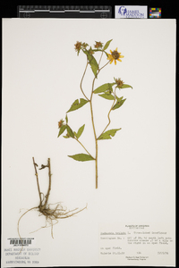 Rudbeckia triloba image