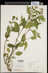 Rudbeckia triloba image