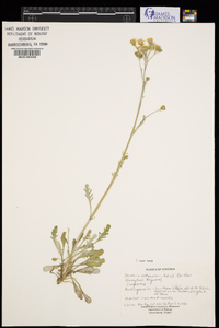 Packera antennariifolia image