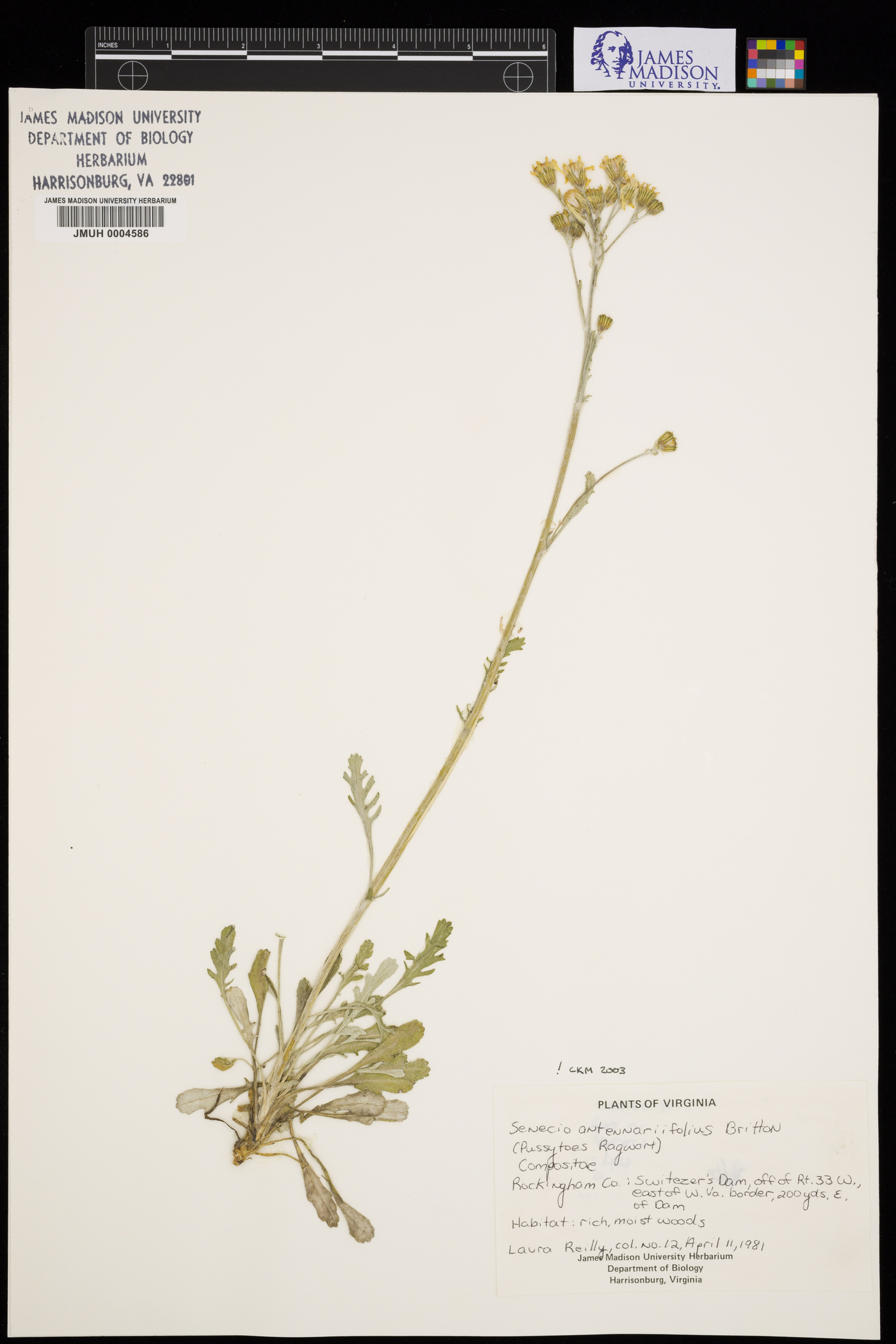 Packera antennariifolia image