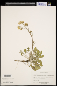 Packera antennariifolia image