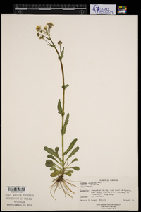 Packera obovata image