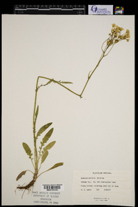 Packera anonyma image