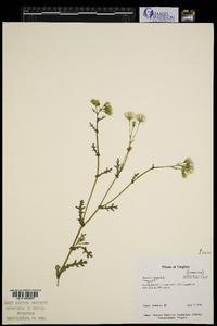 Senecio vulgaris image