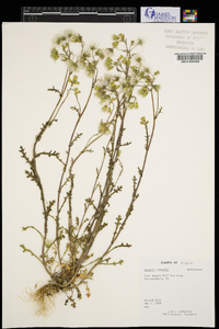 Senecio vulgaris image